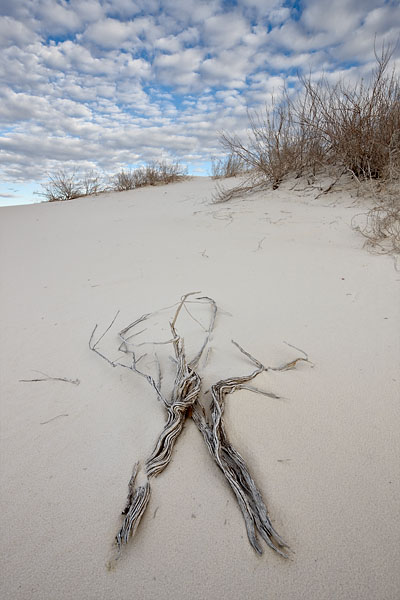Twigs On Dune