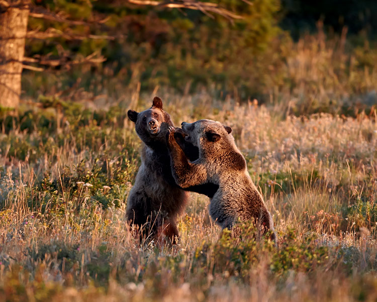 Grizzly Bears Sparring