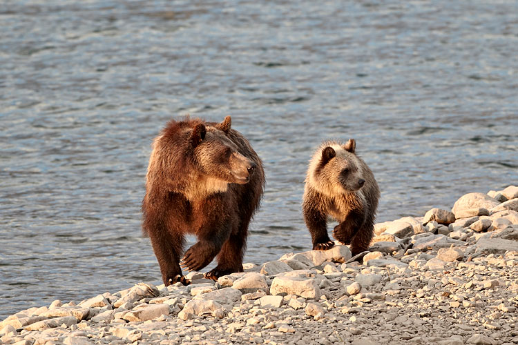 Grizzly Bear Sow And Cub