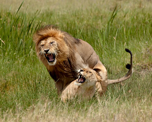 Lions Mating