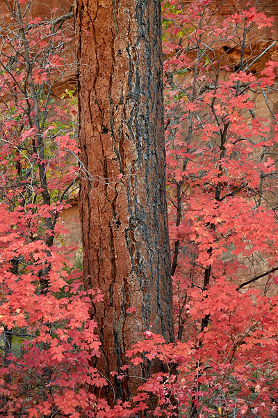 Red Maples