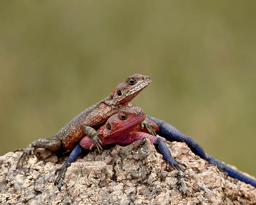 Red-Headed Agama Pair