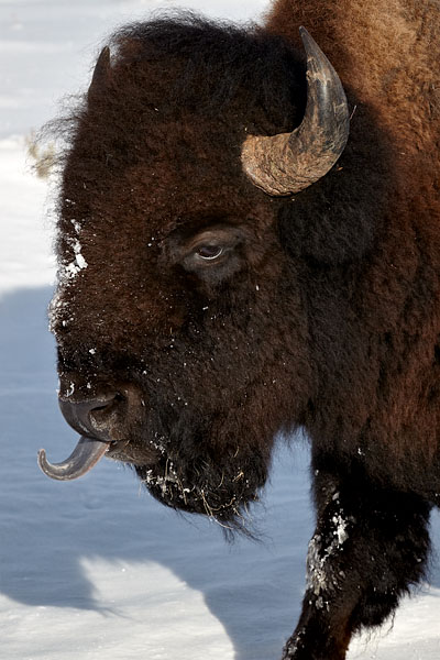 Bison About To Lick Its Nose