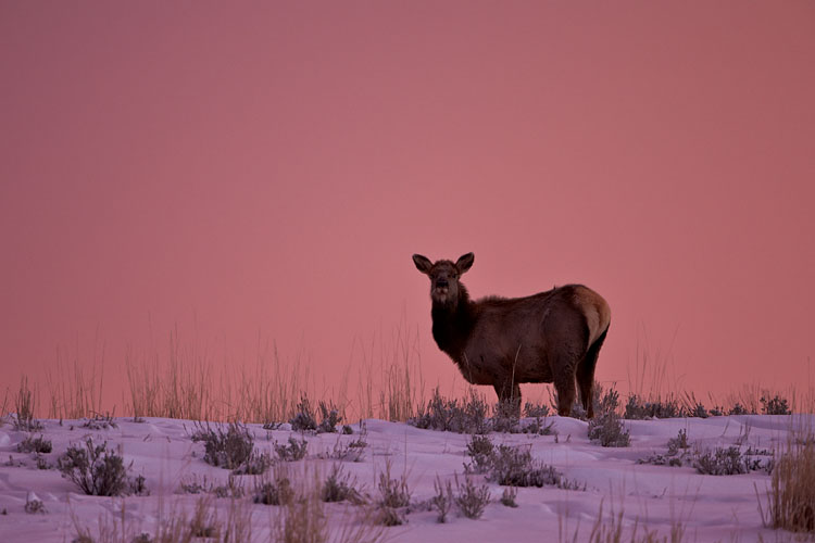 Elk Calf at Dawn