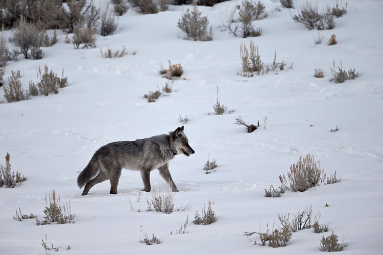 Gray Wolf 755M of the Lamar Canyon Pack