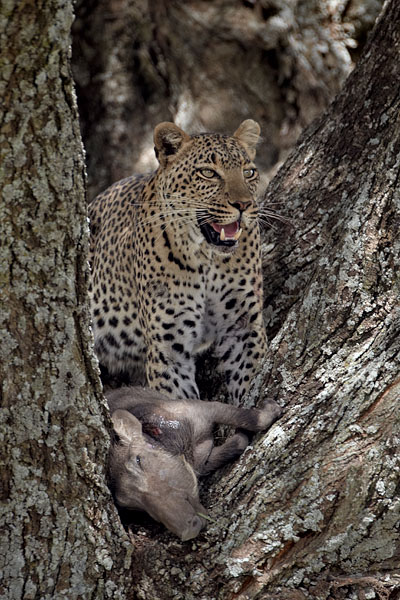 Leopard With Prey