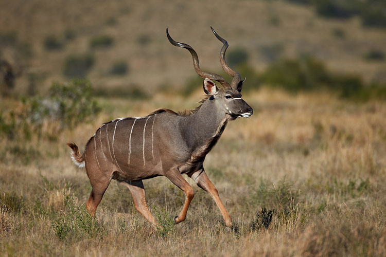 Greater Kudu Running