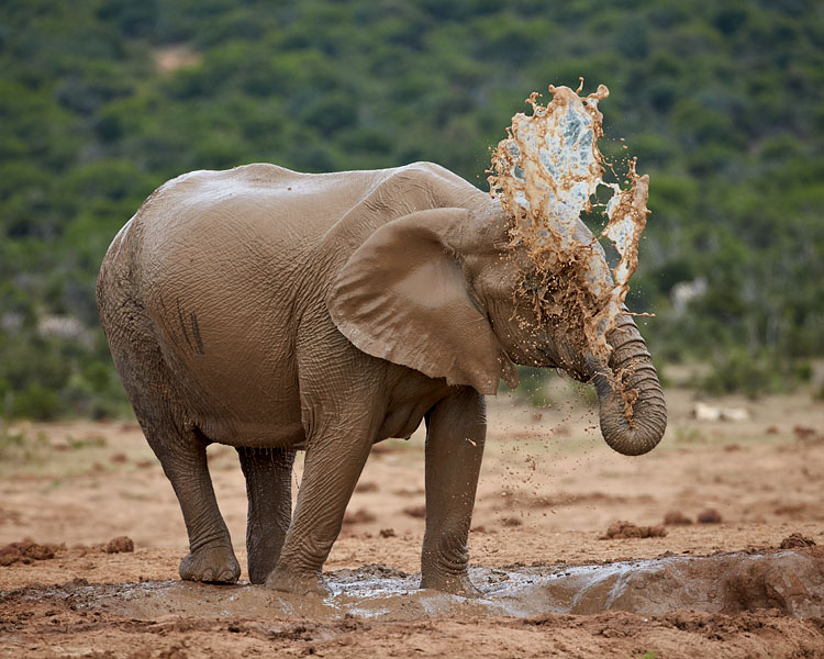 African Elephant Mud Bathing