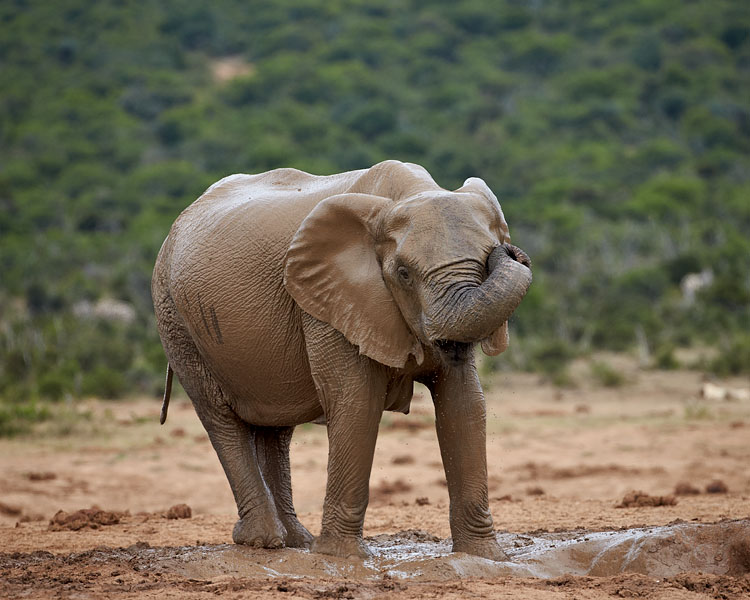 African Elephant With 