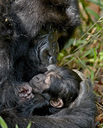 Mother And Baby Mountain Gorilla