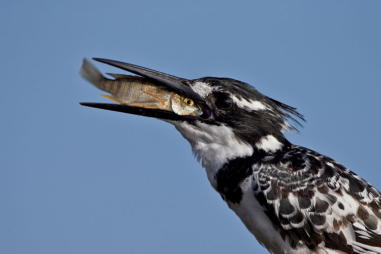 Pied Kingfisher With Fish