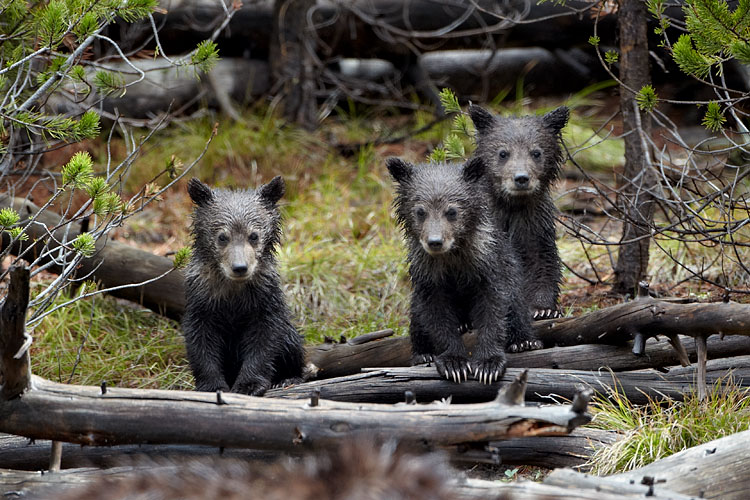 Grizzly Bear Cubs Of The Year
