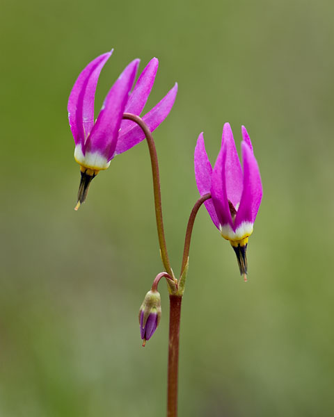 Alpine Shooting Star