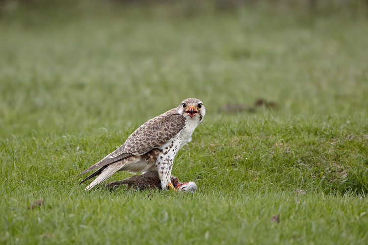 Prairie Falcon With A Uinta Ground Squirrel