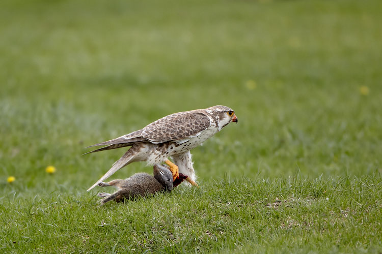 Prairie Falcon Dragging A Uinta Ground Squirrel