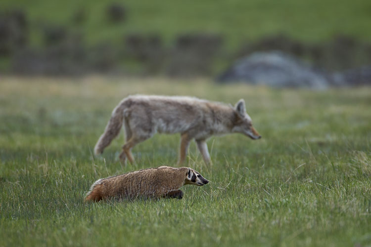 Badger And Coyote Hunting Together