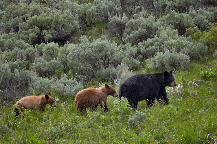 Black Bear Sow And Two Yearling Cubs