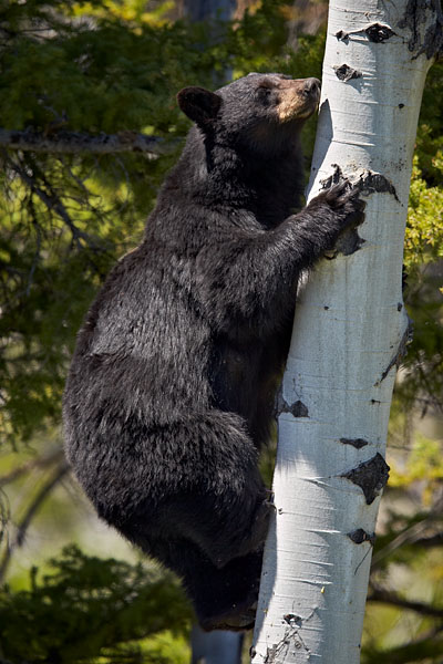 Black Bear Sow In A Tree