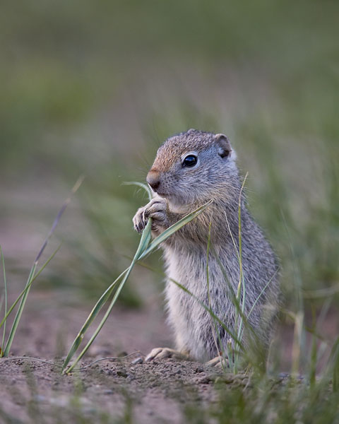 Young Uinta Ground Squirrel