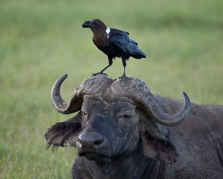 White-Naped Raven on a Cape Buffalo