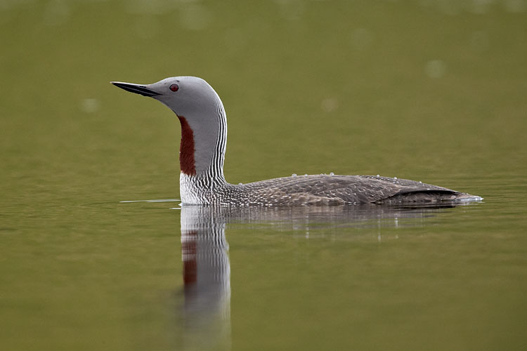 Red-Throated Diver or Red-Throated Loon