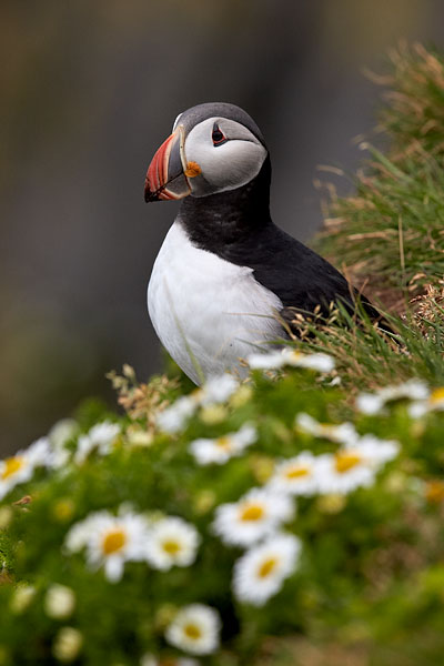 Atlantic Puffin Among Flowers