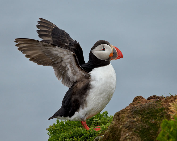 Atlantic Puffin Stretching Its Wings
