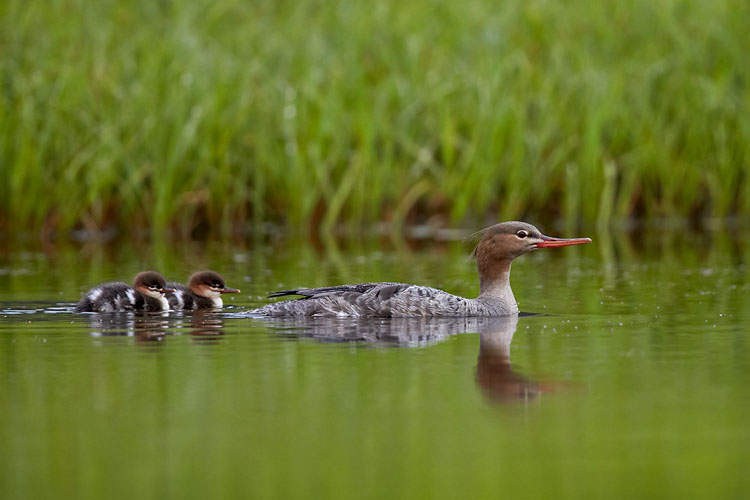Red-Breasted Merganser And Two Chicks