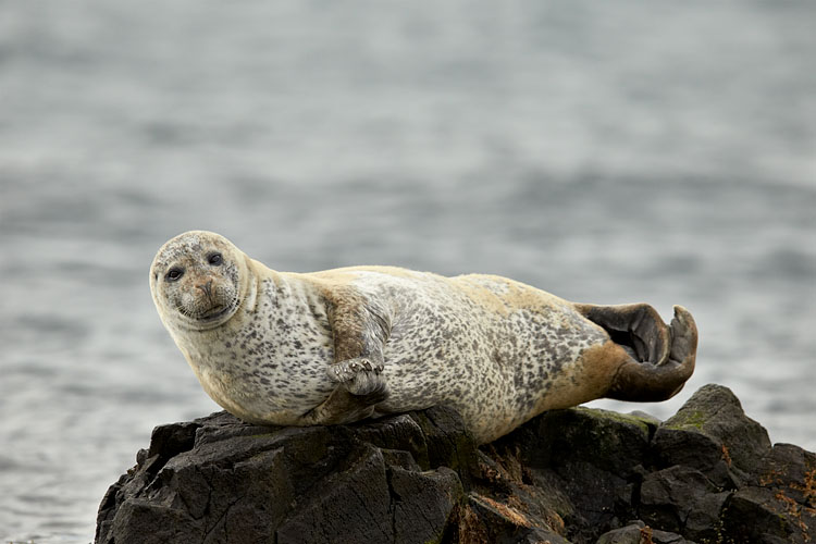 Harbor Seal or Common Seal
