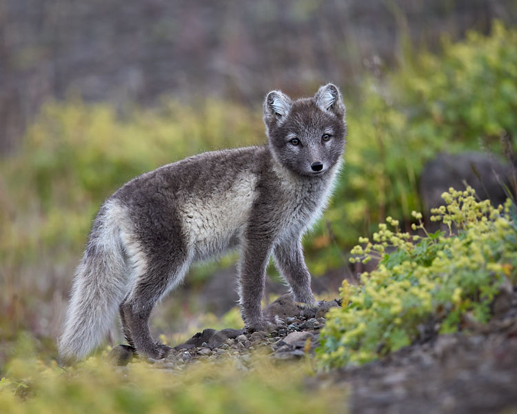 Arctic Fox Kit