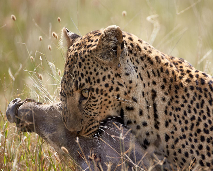 Leopard With A Warthog