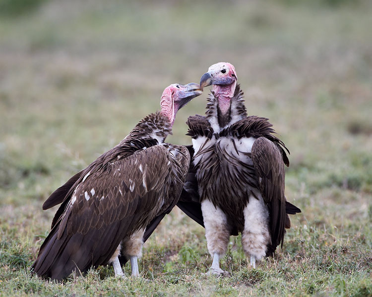 Lappet-Faced Vulture Pair Smooching