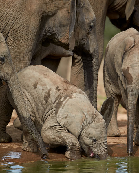 Baby Elephant Drinking Like a Baby