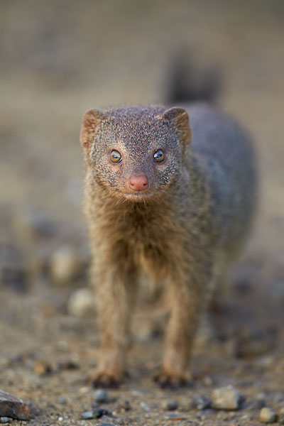 Slender Mongoose Up Close