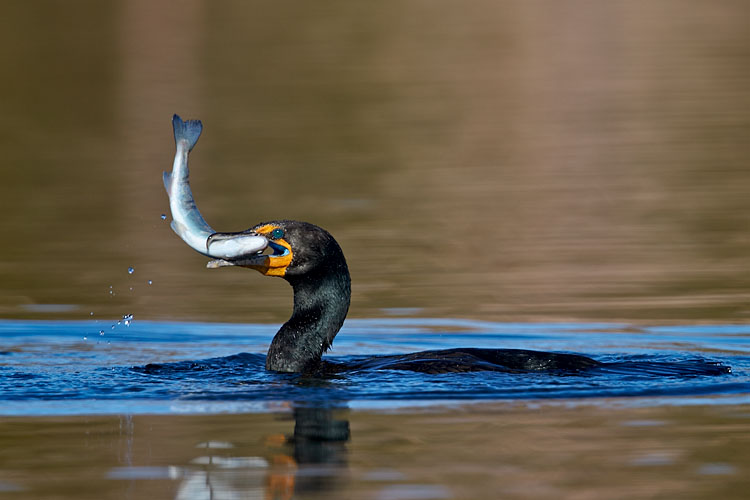 Double-Crested Cormorant With Fish
