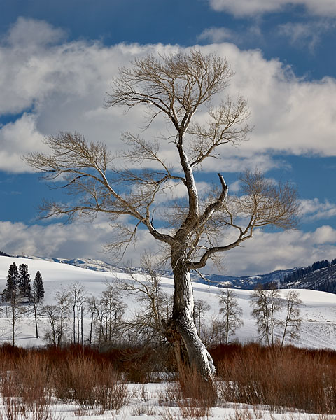Bare Cottonwood Tree With Snow