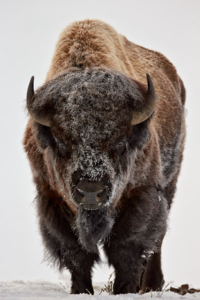 Frosty Bison Bull