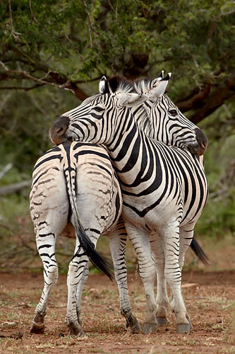 Two Chapman's Zebra
