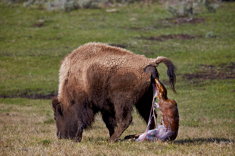 Bison Giving Birth (T-0:0:0)