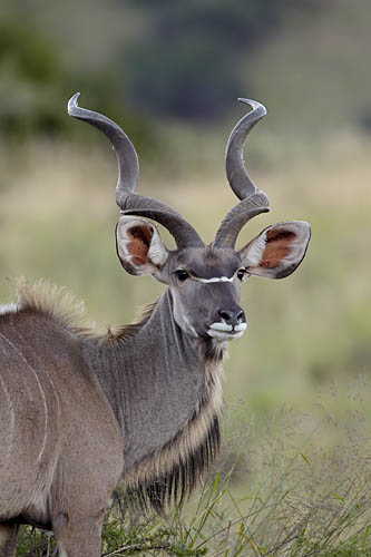 Greater Kudu Buck