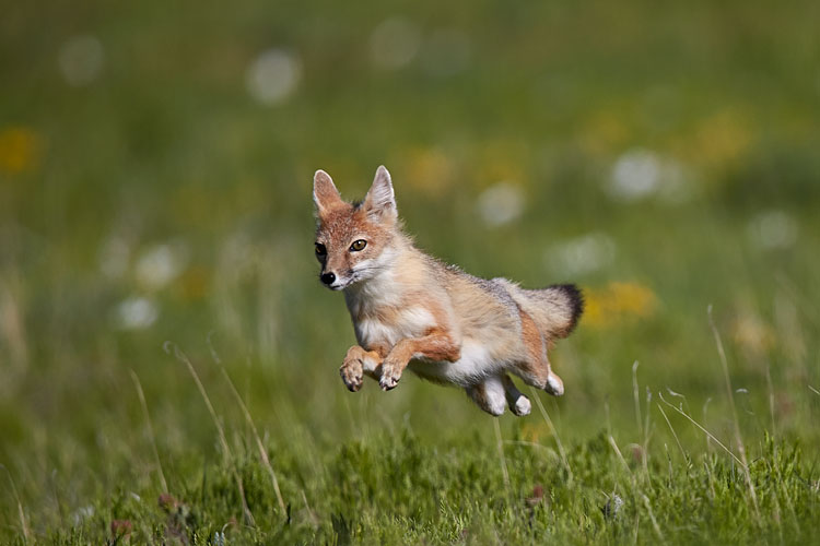 Swift Fox Leaping