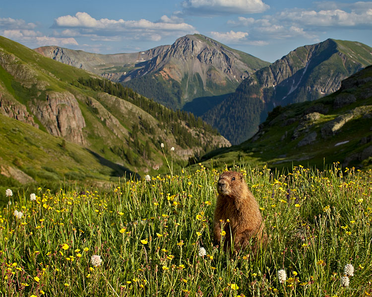 Yellow-Bellied Marmot In Its Alpine Environment