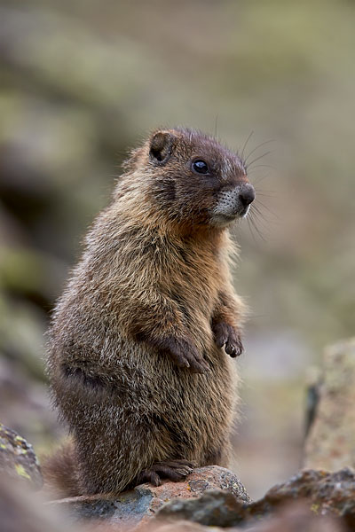 Young Yellow-Bellied Marmot Prairie-Dogging
