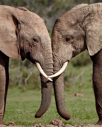 African Elephants Face To Face