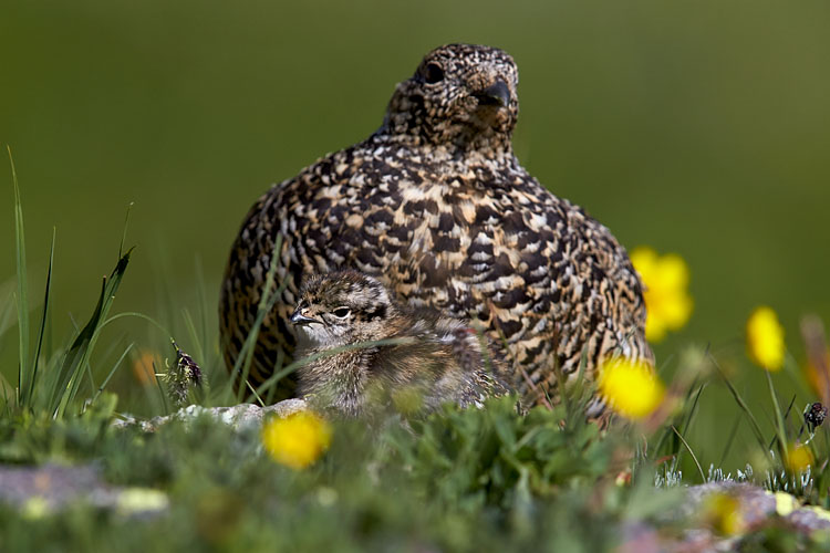 White-Tailed Ptarmigan Adult And Chick