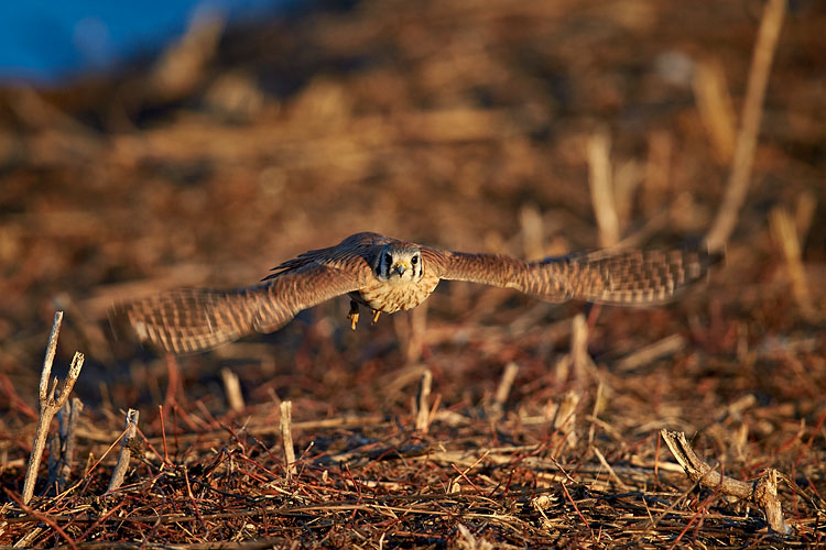 Female American Kestrel In Flight
