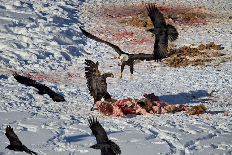 Bald Eagle and Juvenile Golden Eagle at an Elk Carcass