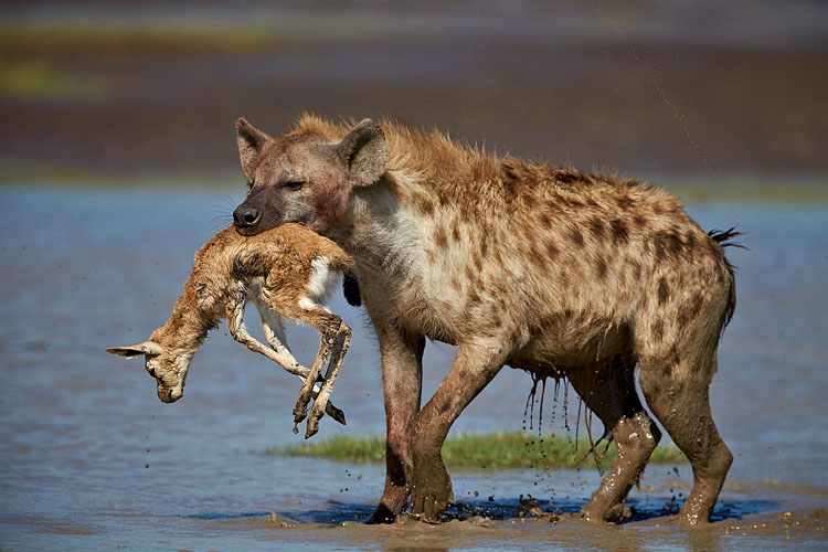 Spotted Hyena  With Baby Thomson's Gazelle