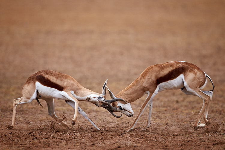 Springbok Bucks Fighting