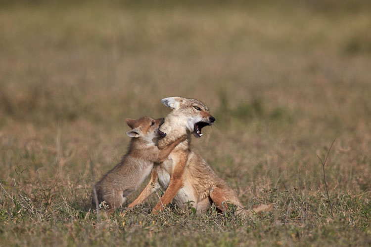 Golden Jackal Adult And Pup Playing